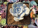 Echeveria 'Tiramisu' 2" Succulent Plant