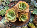Echeveria 'White Snow' Cluster 5" Succulent Plant