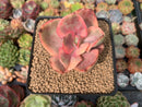 Echeveria 'Golden State' Variegated 2" Succulent Plant