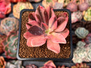 Echeveria 'Hanaikada' Variegated 1"-2" Succulent Plant