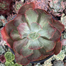 Echeveria Frill sp. Variegated 4-5"" Succulent Plant