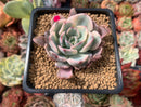 Echeveria 'Holwayi' Variegated 2" Succulent Plant