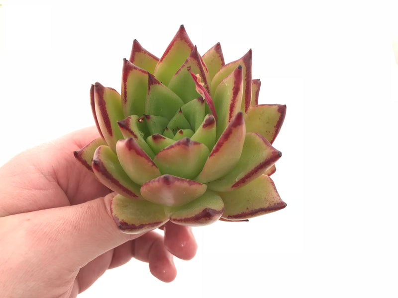 Echeveria Agavoides Ebony 3” Rare Succulent Plant