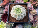 Echeveria 'Nicksana' Variegated 2" Succulent Plant