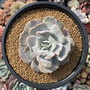 Echeveria 'Lilacina' Mutated 4" Powdery Succulent Plant
