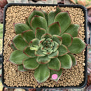 Echeveria Agavoides 'Eve' Variegated 3” Succulent Plant