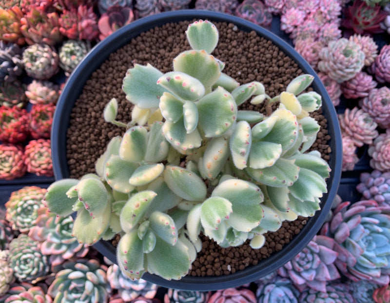 bear paw succulent near me Cotyledon Tomentosa 'Bear Paw' Variegated 6" Cluster Succulent Plant – True Succulents Plant Co