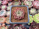 Echeveria 'Primavera' 1" Freckled Succulent Plant