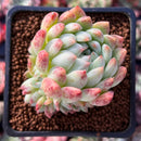 Echeveria 'Helena' Hybrid 2" Cluster Succulent Plant