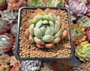 Echeveria 'Colorata' Hybrid 2" Succulent Plant