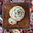 Echeveria 'Rose Mamonde' 1" Succulent Plant