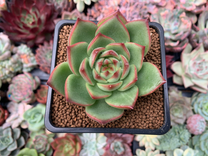 succulent corn Echeveria Agavoides 'Red Corn' 2" Succulent Plant – True Succulents Plant Co