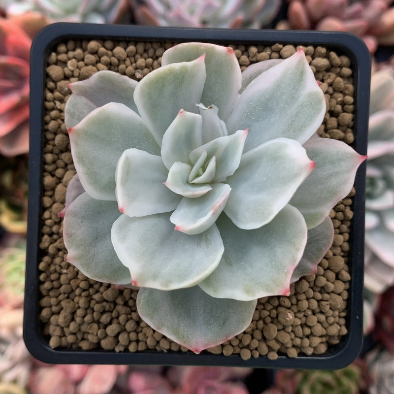 white succulent Echeveria 'White Snow' Variegated 2"-3" Succulent Plant – True Succulents Plant Co