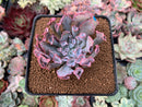 Echeveria 'Trumpet Pinky' 2" Succulent Plant