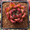 Echeveria Agavoides 'Colesman' 2" Succulent Plant