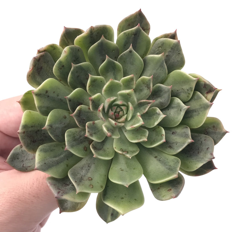Echeveria 'Olivia' Variegated 3" Succulent Plant