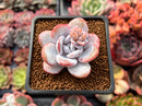 Echeveria 'Laui' 2" Succulent Plant