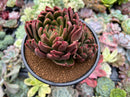 Echeveria Agavoides sp. Large Specimen 4"-5" Succulent Plant