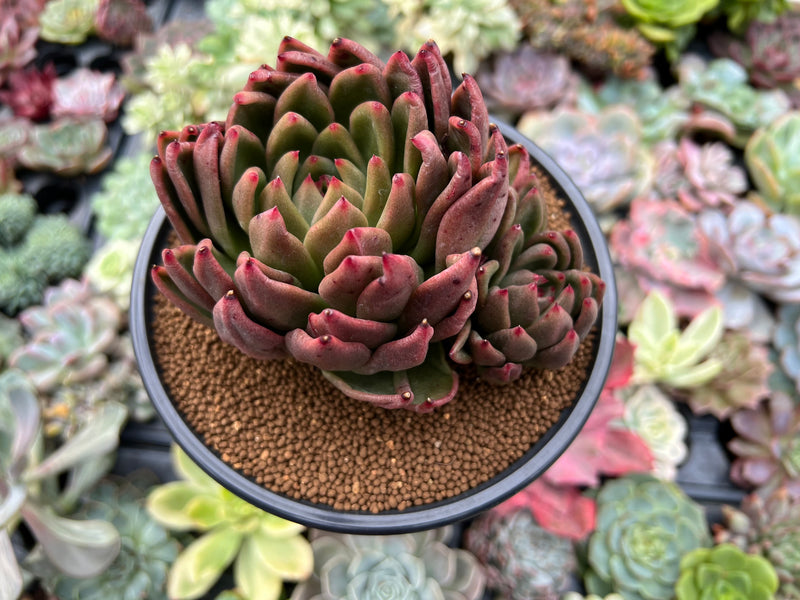 specimen succulents Echeveria Agavoides sp. Large Specimen 4
