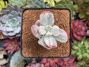 Cotyledon 'Orbiculata' Variegated 3" Succulent Plant