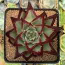 Echeveria Agavoides 'Casio' 4" Succulent Plant