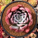 Echeveria 'Coral Red' 3"-4" Powdery Succulent Plant
