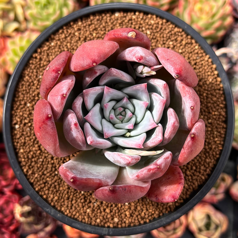 Echeveria 'Coral Red' 3