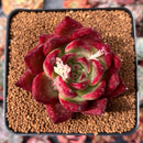Echeveria Agavoides 'Jessie' 3" Succulent Plant