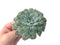 Echeveria 'Hearts Choice' 5" Succulent Plant