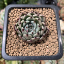 Echeveria Agavoides 'Red Tips' 1"-2" Succulent Plant