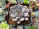 Echeveria 'Ariel' 3” Succulent Plant