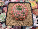 Echeveria Agavoides 'Bradley' 2"-3" Succulent Plant