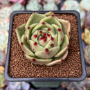 Echeveria Agavoides 'Blue Dragon' 2" Succulent Plant