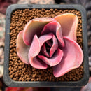 Echeveria 'Rainbow' Variegated 1" Succulent Plant