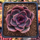 Echeveria 'Dark Chocolate' 2" New Hybrid Succulent Plant