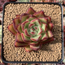 Echeveria Agavoides 'Ebony' 3" Succulent Plant