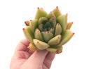 Echeveria Agavoides Maria Wide Leaf 4” Rare Succulent Plant