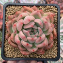 Echeveria Agavoides 'Bradley' 2"-3" Succulent Plant