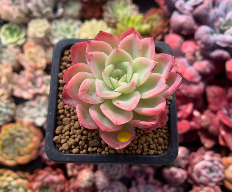 yellow and pink succulent Echeveria 'Mellow Yellow' 2" Succulent Plant – True Succulents Plant Co