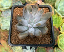 Echeveria 'Tolimanesis' 2" Succulent Plant