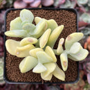 sedum banana succulent Sedum Allantoides 'Banana Beauty' 3