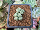 Conophytum 'Chowbanier' 1/2"-1" Succulent Plant