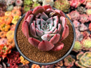 Echeveria 'Coral Red' 3"-4" Powdery Succulent Plant
