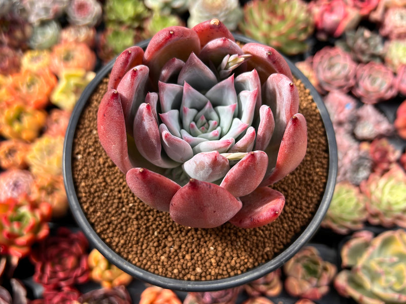 succulent coral plant Echeveria 'Coral Red' 3"-4" Powdery Succulent Plant – True Succulents Plant Co