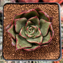 Echeveria Agavoides 'Firebird' 2" Succulent Plant