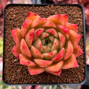 Echeveria Agavoides 'Medina' 2"-3" Succulent Plant