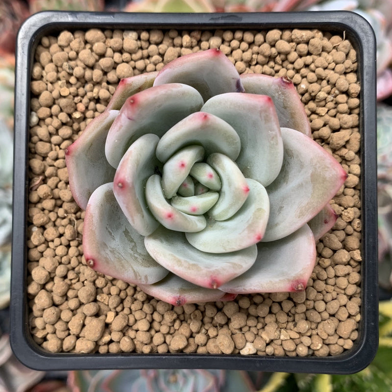 purple and white succulent plant Echeveria 'Purple Champaign' 2" Succulent Plant – True Succulents Plant Co
