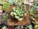 Echeveria 'Rose Bay' 3" Succulent Plant
