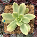 Echeveria 'Golden Glow' Variegated 2"-3" Succulent Plant
