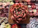 Echeveria Agavoides 'Pink Bonnie' 2" Succulent Plant